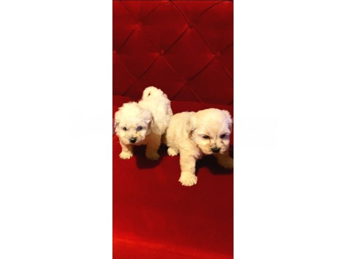 Ev Doğumu Maltipoo Yavrularımız 