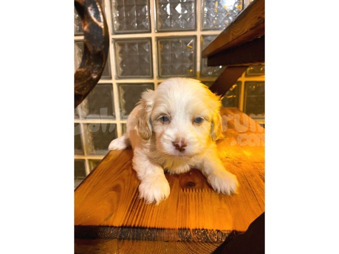 Minik Maltipoo Bebeğimiz 