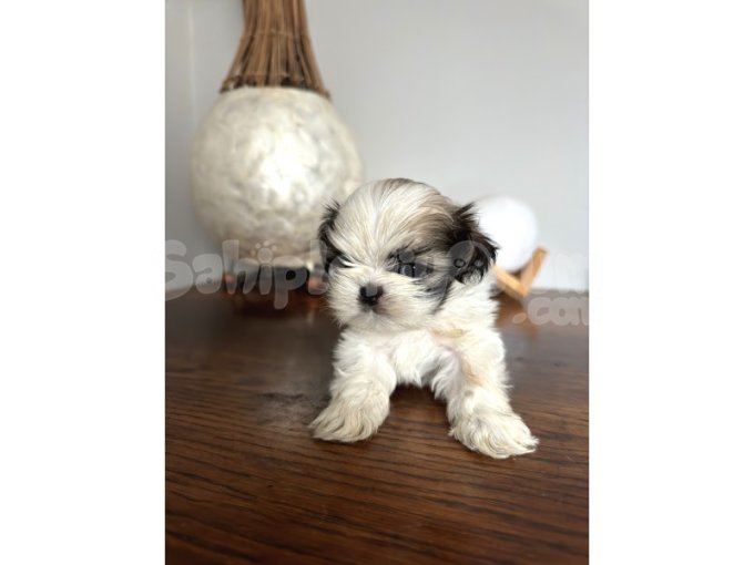 Shih Tzu