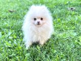 Pomeranian boo 