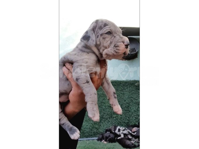 Great Dane ( Danua A Secereli )  