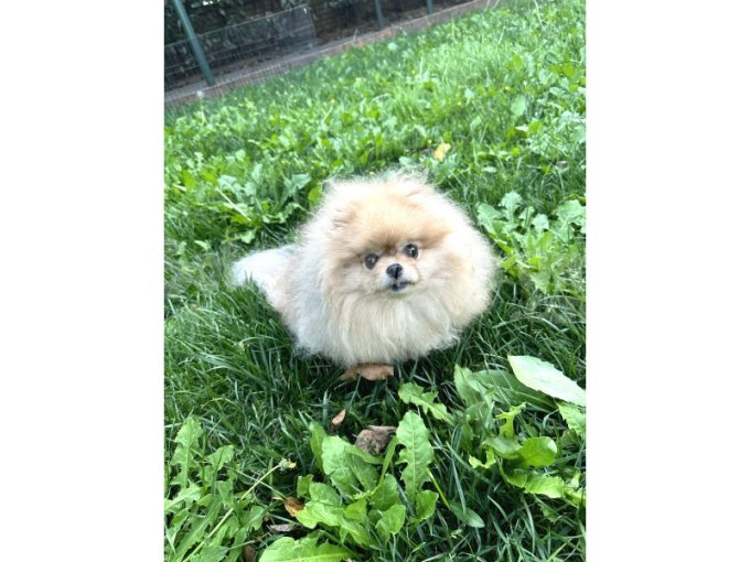 Pomeranian Boo Ayı Sürat 