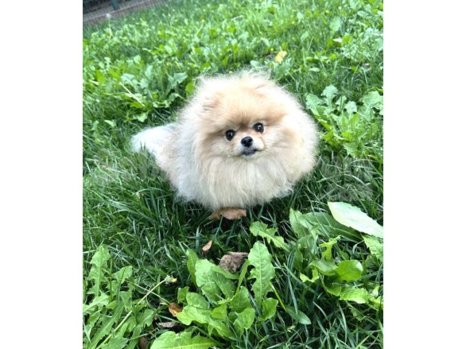 Pomeranian Boo Face