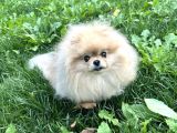 Pomeranian boo ayı sürat 