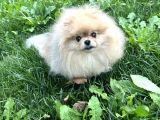 Pomeranian boo face