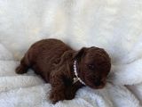 Harika toy poodle yavrularımız