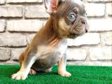 FRENCH BULLDOG Lİ̇LAK TAN ERKEK YAVRULARIMIZ