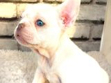 SÜPER KALİ̇TE VE GÜZELLİ̇KTE FRENCH BULLDOG PLATİ̇NYUM