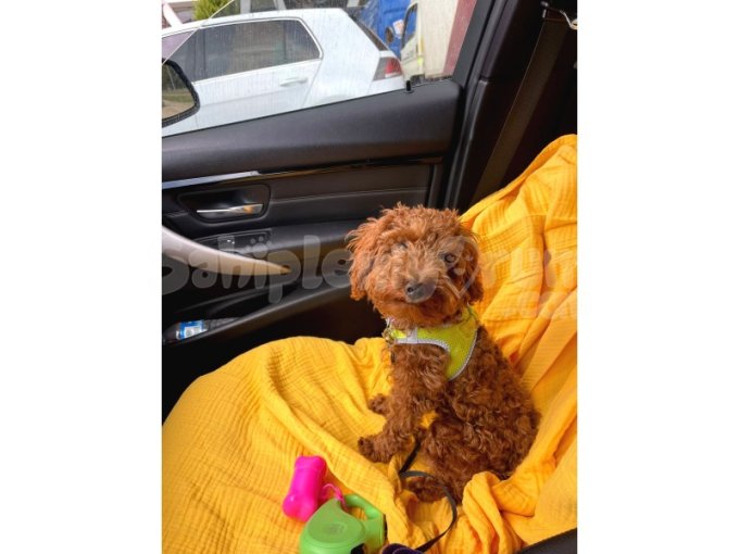 Toy Poodle (Dişi Yavru)