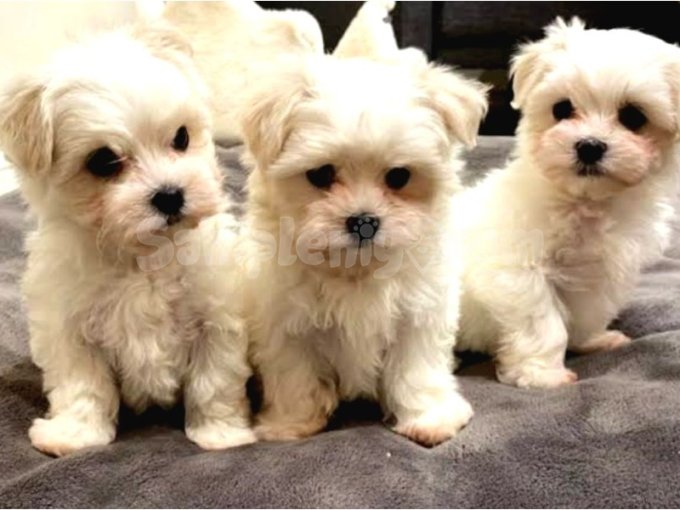 Maltese Terrier Sahiplendirme | Ev Doğumu Sağlıklı ve Eğitimli Yavrular