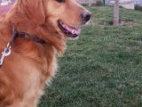 6 yaşında erkek golden retriever sahiplendirelecektir