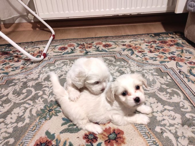 XS Maltese Terrier Sahiplendirme | Aşılı, Tüy Dökmez, Kokusuz