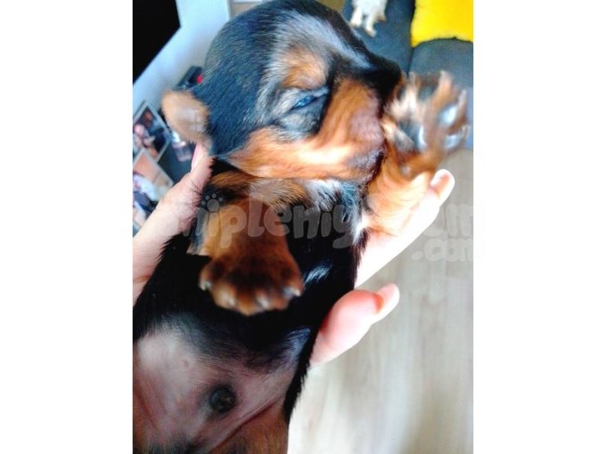 Yorkshire Terrier Yavru