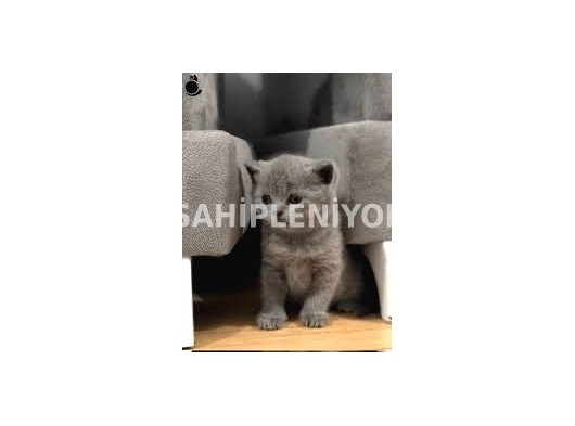 British Shorthair