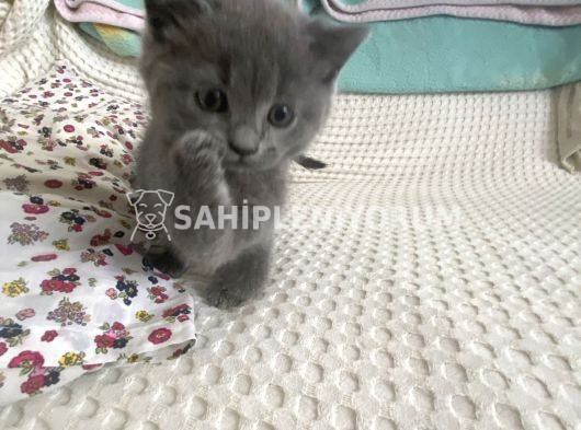 British Shorthair Oyuncu ve Masum Yavrularım