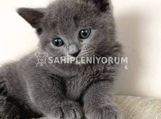 British Shorthair Evimin Oyuncu Yavruları