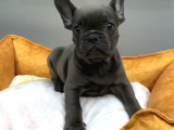 Muhteşem Güzelli̇kte French Bulldog Blue Erkek Yavrularımız