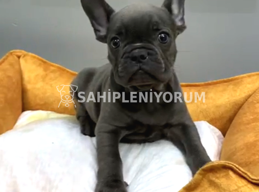 Muhteşem Güzelli̇kte French Bulldog Blue Erkek Yavrularımız