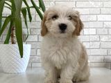 Dünyalar Güzeli Maltipoo Kızımız