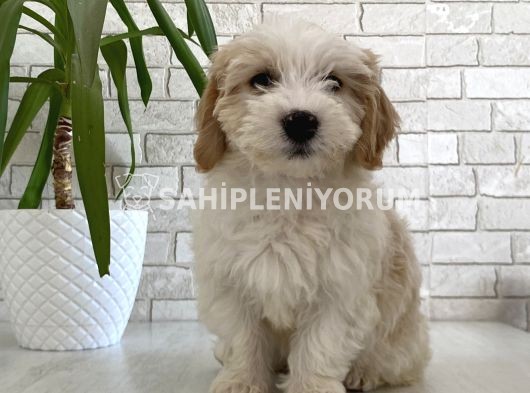 Dünyalar Güzeli Maltipoo Kızımız