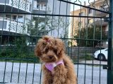 Teacup Poodle