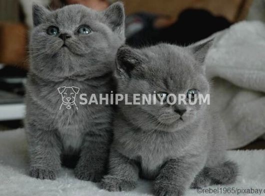 ev doğumu british shorthair yavrumuz