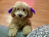 Toy poodle