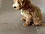 5 AYLIK MALTIPOO (EĞİTİMLİ)