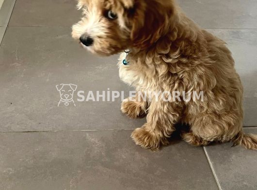 5 AYLIK MALTIPOO (EĞİTİMLİ)