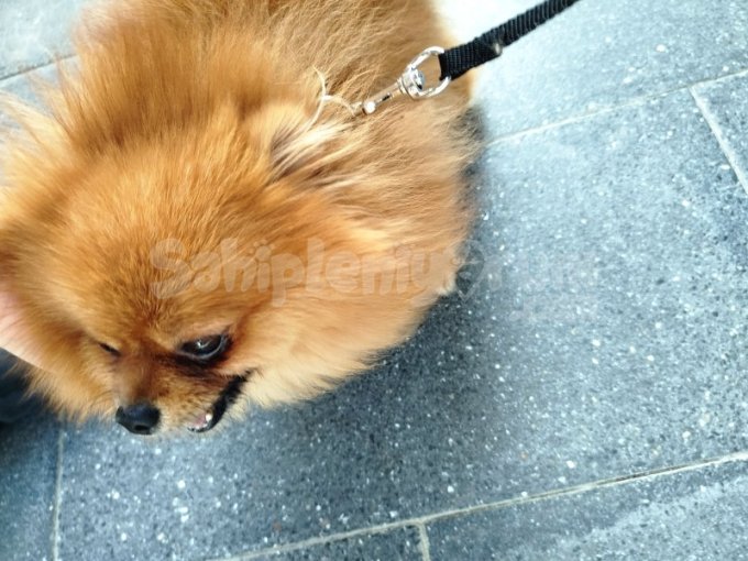 3 Yaşında Pomeranian