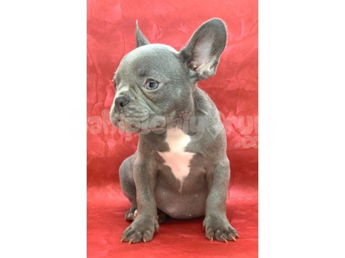 Muhteşem Güzellikte French Bulldog Blue Erkek Yavrularımız