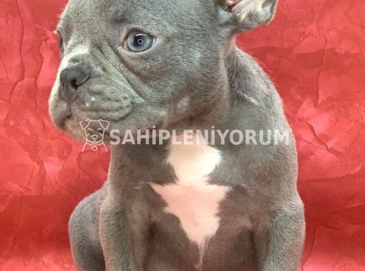 Muhteşem Güzelli̇kte French Bulldog Blue Erkek Yavrularımız