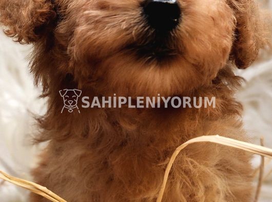 Veteriner teknikerinden toy poodle dişi bebekler