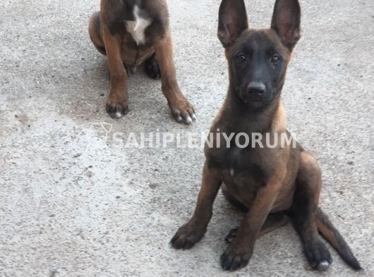 Belçika malionisi polis köpeği yavrulari