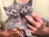 British Shorthair Şaşkın ve Masum Yavrularım