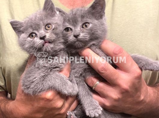 British Shorthair Şaşkın ve Masum Yavrularım