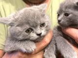 British Shorthair Uyumlu ve Sevgi Dolu