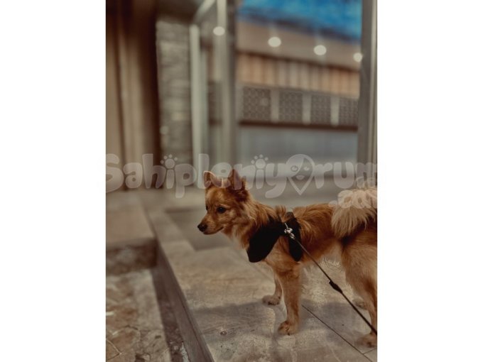 American Eskimo 17 Ocak 2024 Doğumlu Aşıları Tam Çipli 