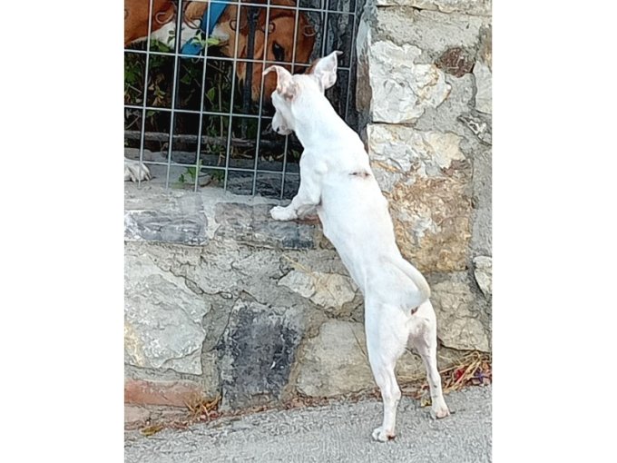 Jack Russell 