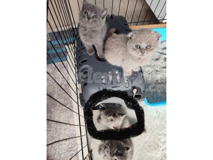 Evinize Neşe Katmak Istermisiniz ?