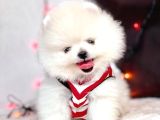 Pomeranian Boo Teddy Bear Safkan Mini Yavrularımız