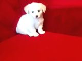 Maltese Terrier Oyuncu ve Sevgi Delisi