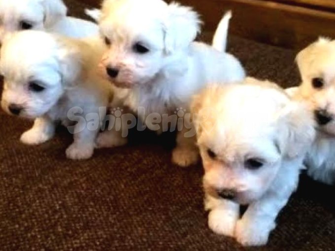 Ev Doğumu Maltese Terrier Bebeklerimiz 
