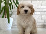 2 Aylık Dişi Maltipoo Kızımız