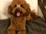 RED BROWN POODLE 1.5 YAŞINDA ERKEK