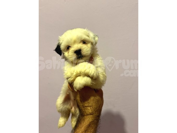 Morkie Bebeklerimiz