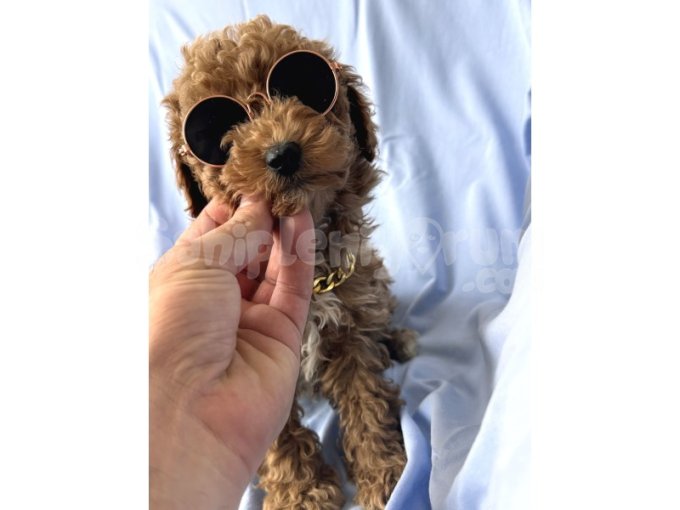 Orijinal Toy Poodle Bebeklerim