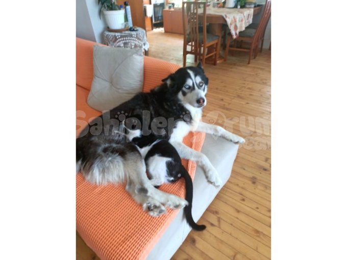 Ares 5 Yaşında Kedi Dostu Ücretsiz Sahiplendirme.