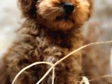 Sevimli toy poodle bebekler 