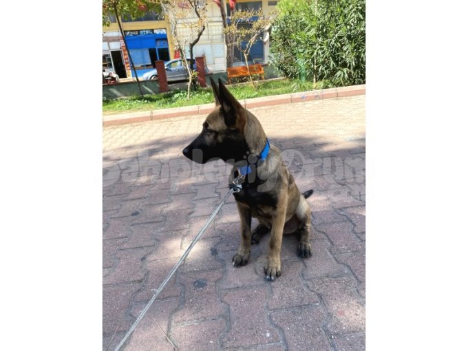 Tr Nin En Uygun Eğitimlisi